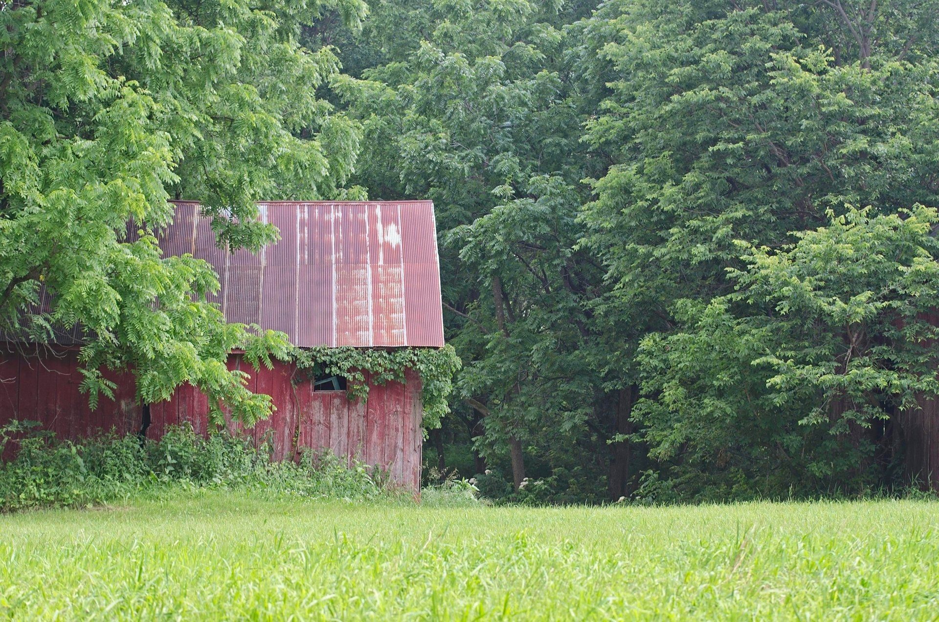 old shed with leaves