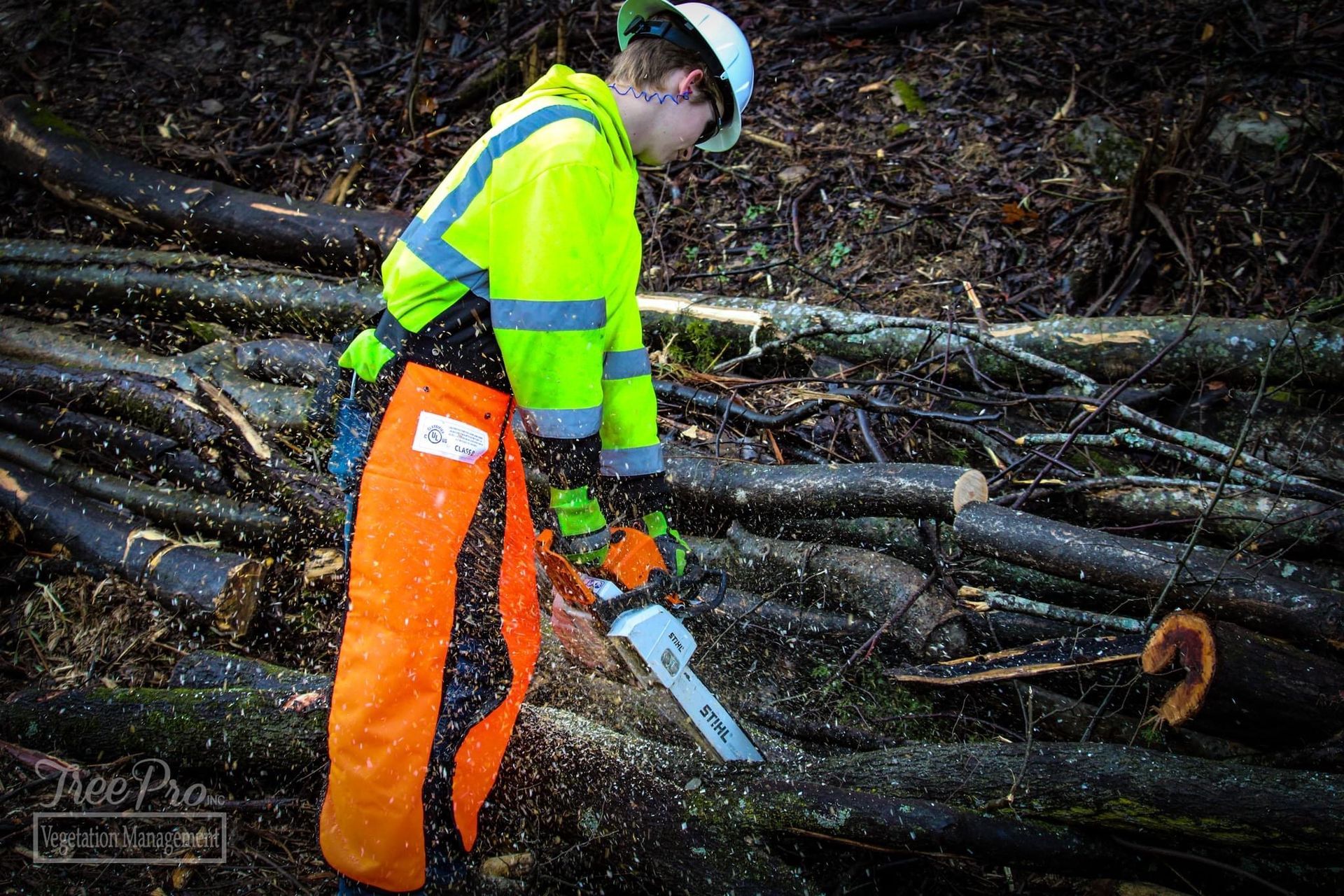 Worker in hi-vis gear using a chainsaw to cut fallen logs in a wooded area
