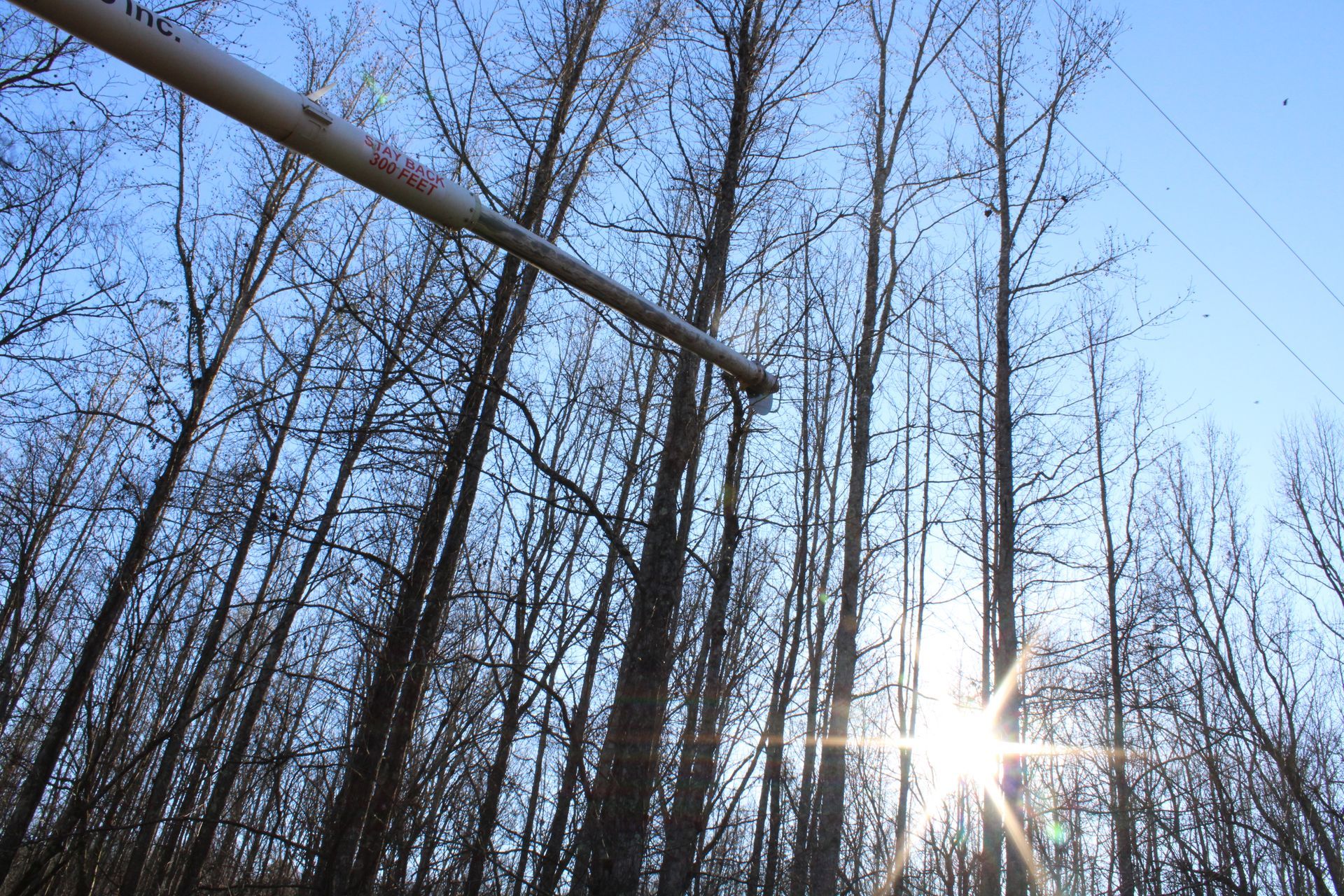 Bare trees against a bright blue sky with sunlight shining through branches