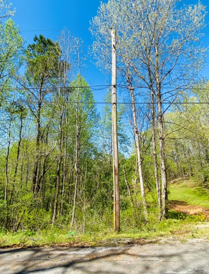 Wooded roadside with tall trees, blue sky, and a dirt path leading uphill