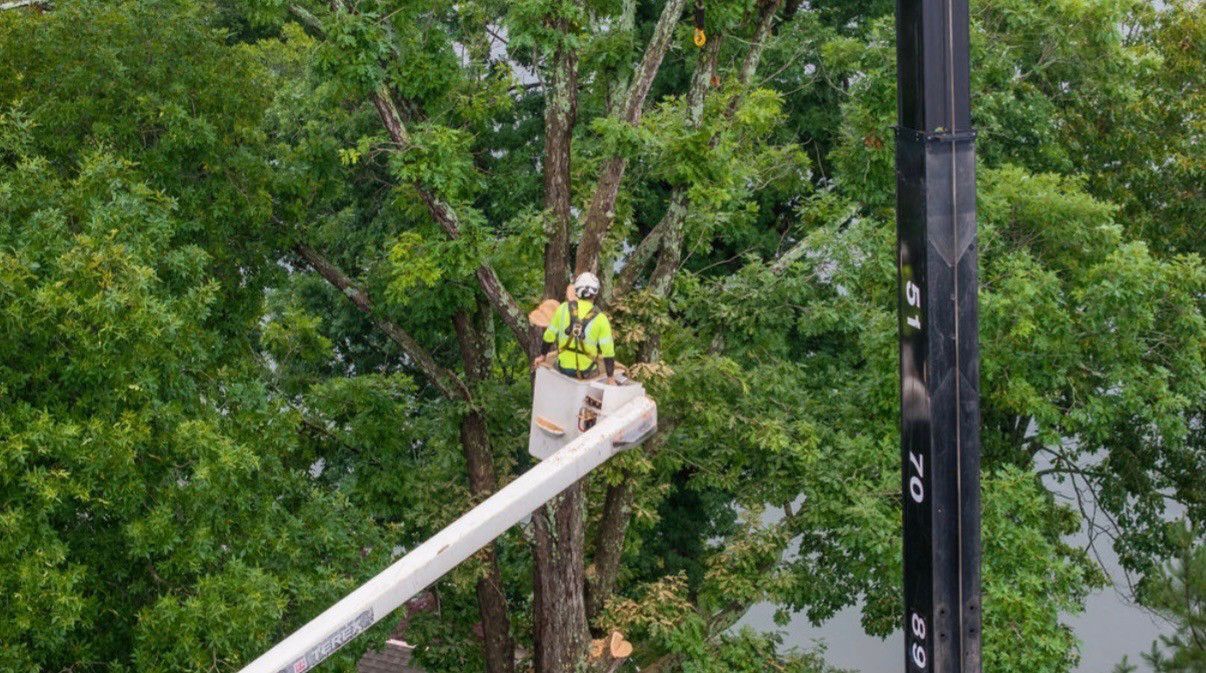 Worker in a yellow safety vest standing in a tree lift beside a utility pole amid dense green foliage