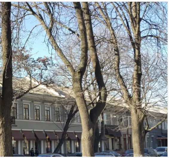 Row of bare trees in front of a gray building with awnings; cars parked on the street.