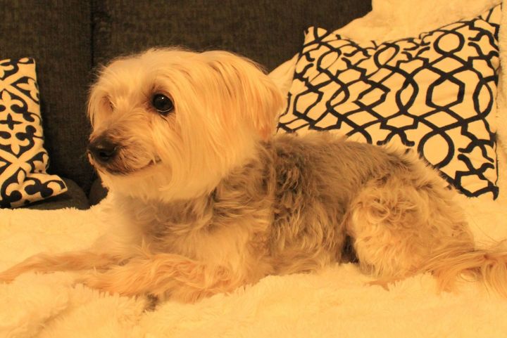 Small fluffy tan and gray dog resting on a cream blanket with patterned pillows behind it.