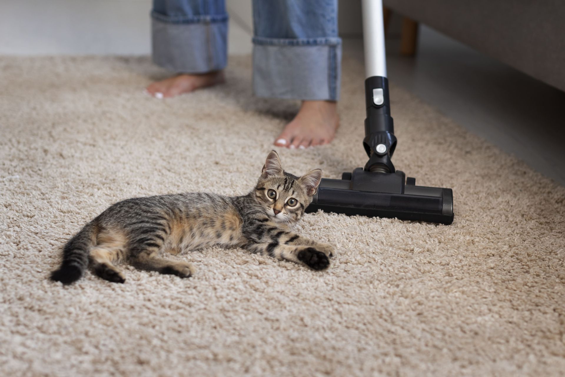 Remove Pet Hair From Furniture and Carpet