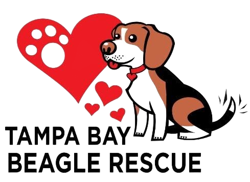 Tampa Bay Beagle Rescue link for Leia that Beagle Chief Hunting Officer for That Neighborhood Guy Zhay Robles, Realtor