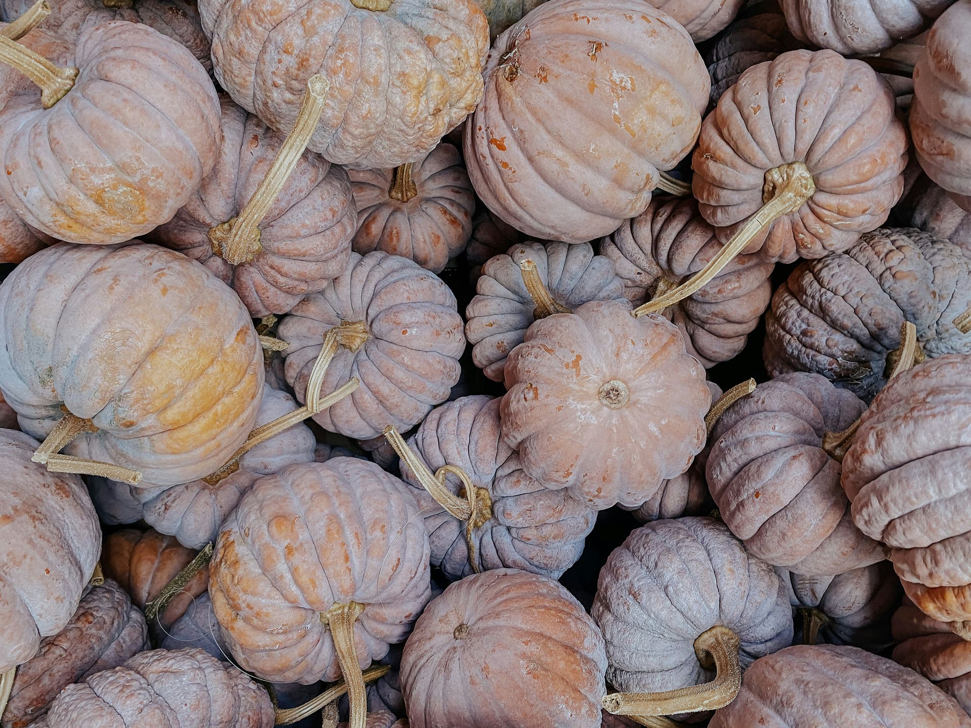 Pile of small, round, brown pumpkins with textured skin and stems.