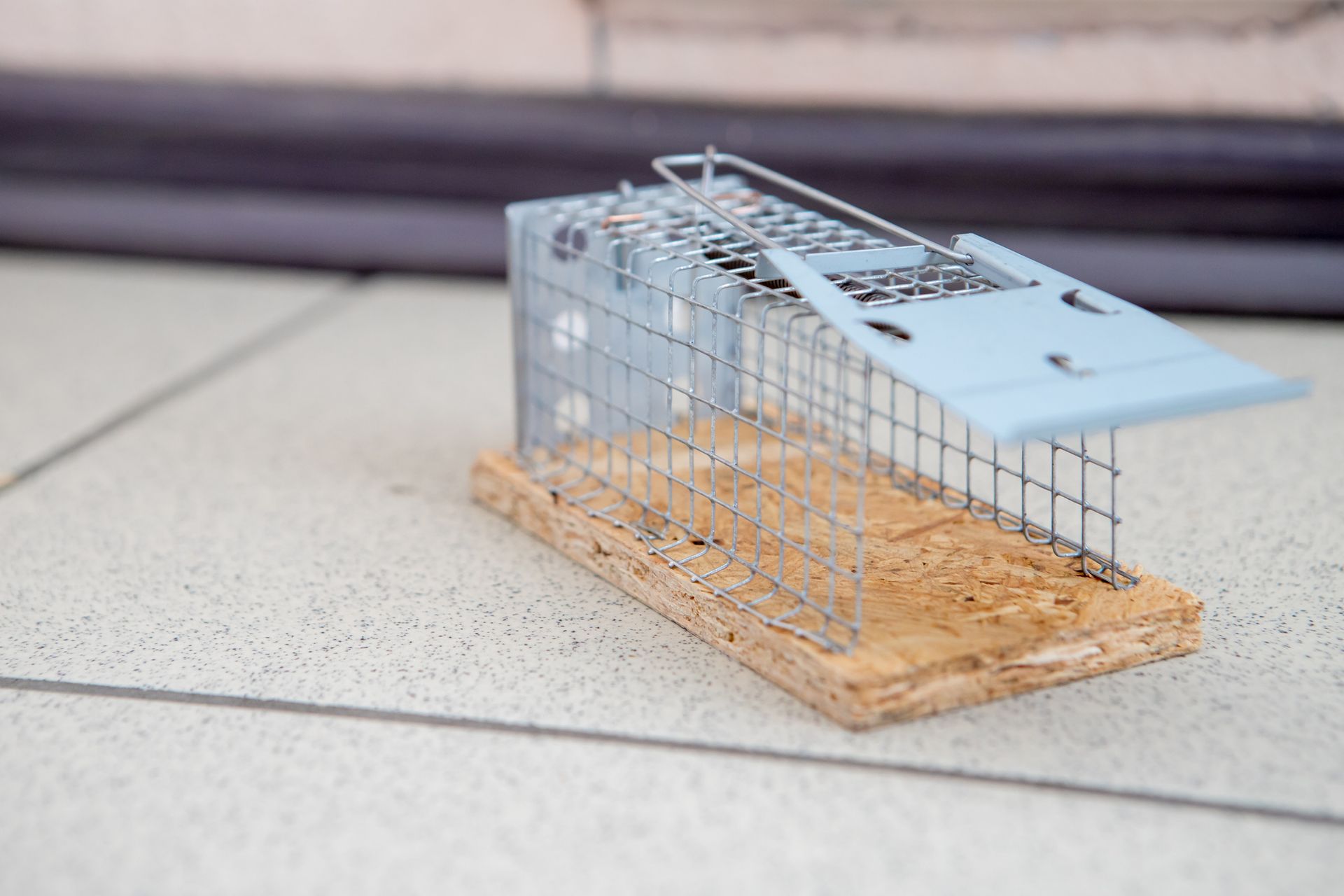 Live animal trap on a tiled floor. Silver metal cage with a wooden base, door ajar.