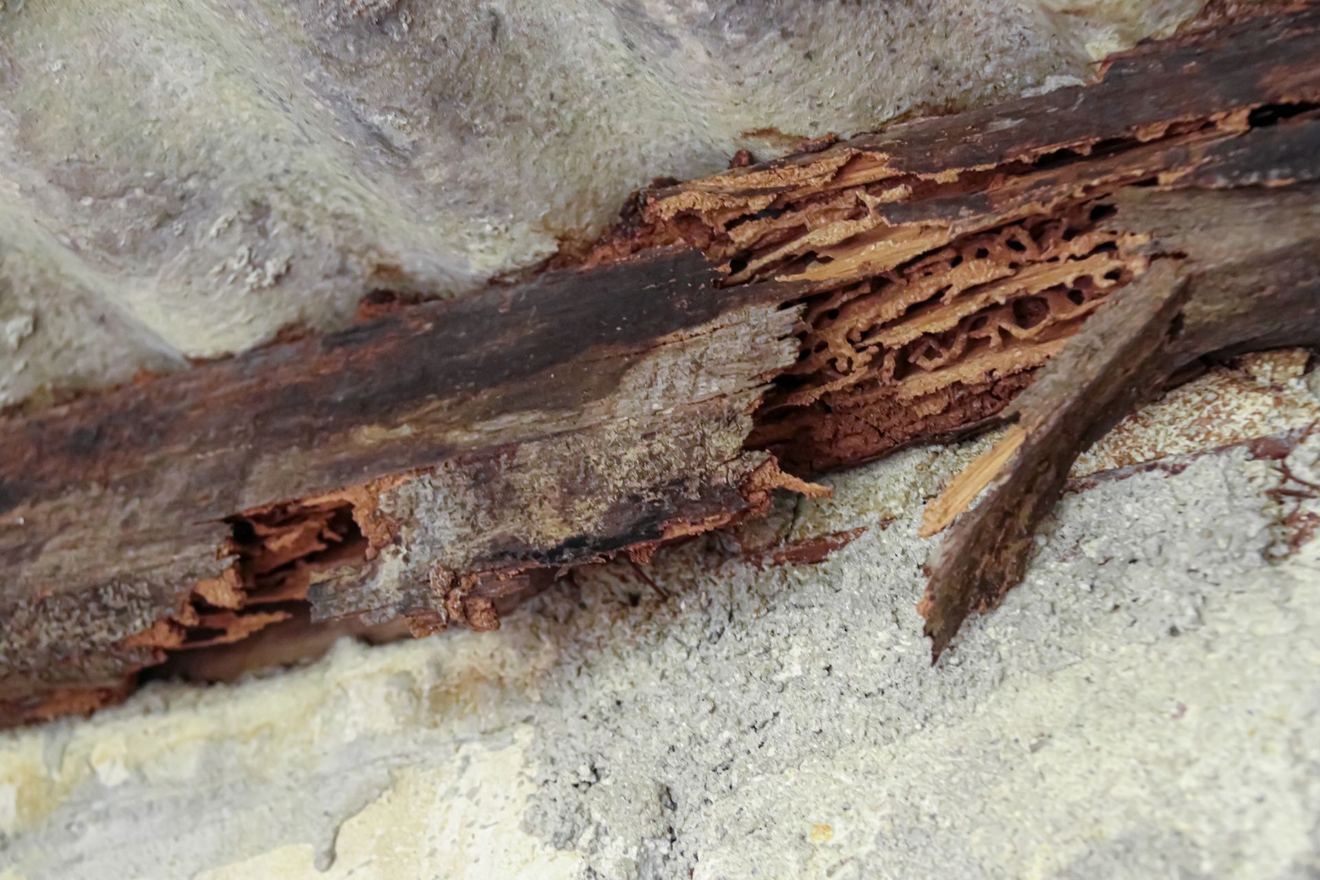 Termite-infested wooden beam partially buried in light-colored concrete, showing extensive internal damage.