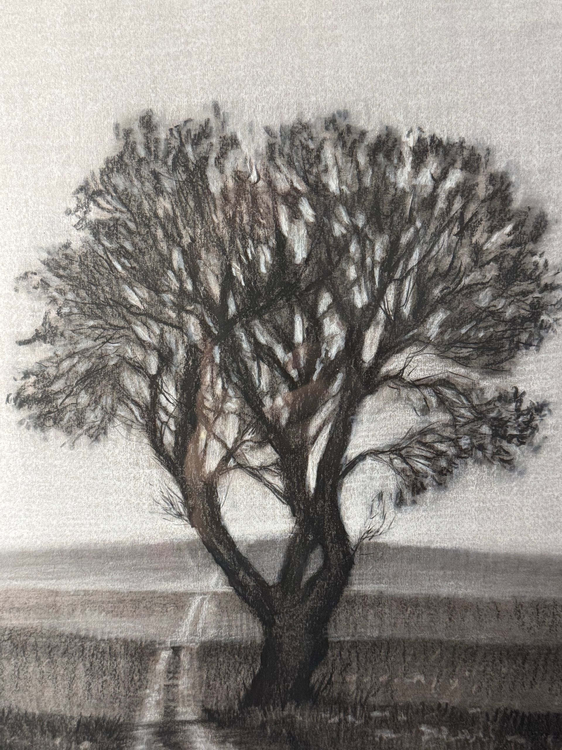 Donovan Fitzgerald - The Aging Tree