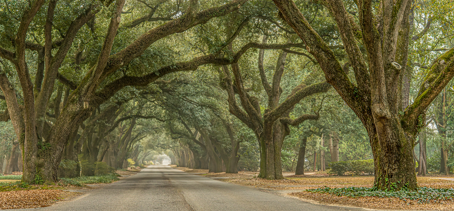 Tree-lined road tunnel with arching green branches over a quiet gravel road