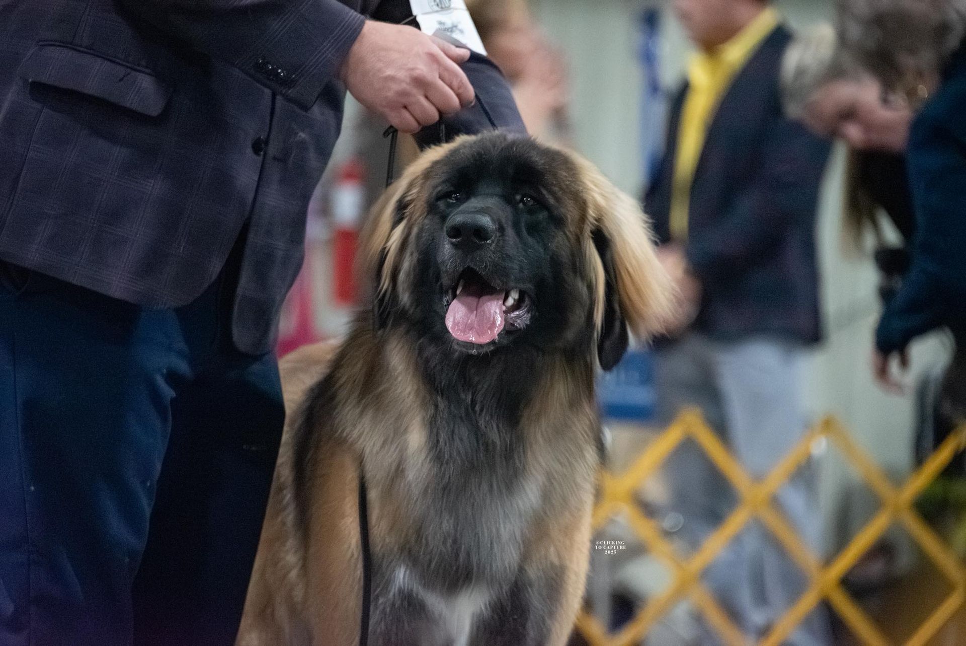 Large, brown dog with open mouth, being held by a person in a competition setting.