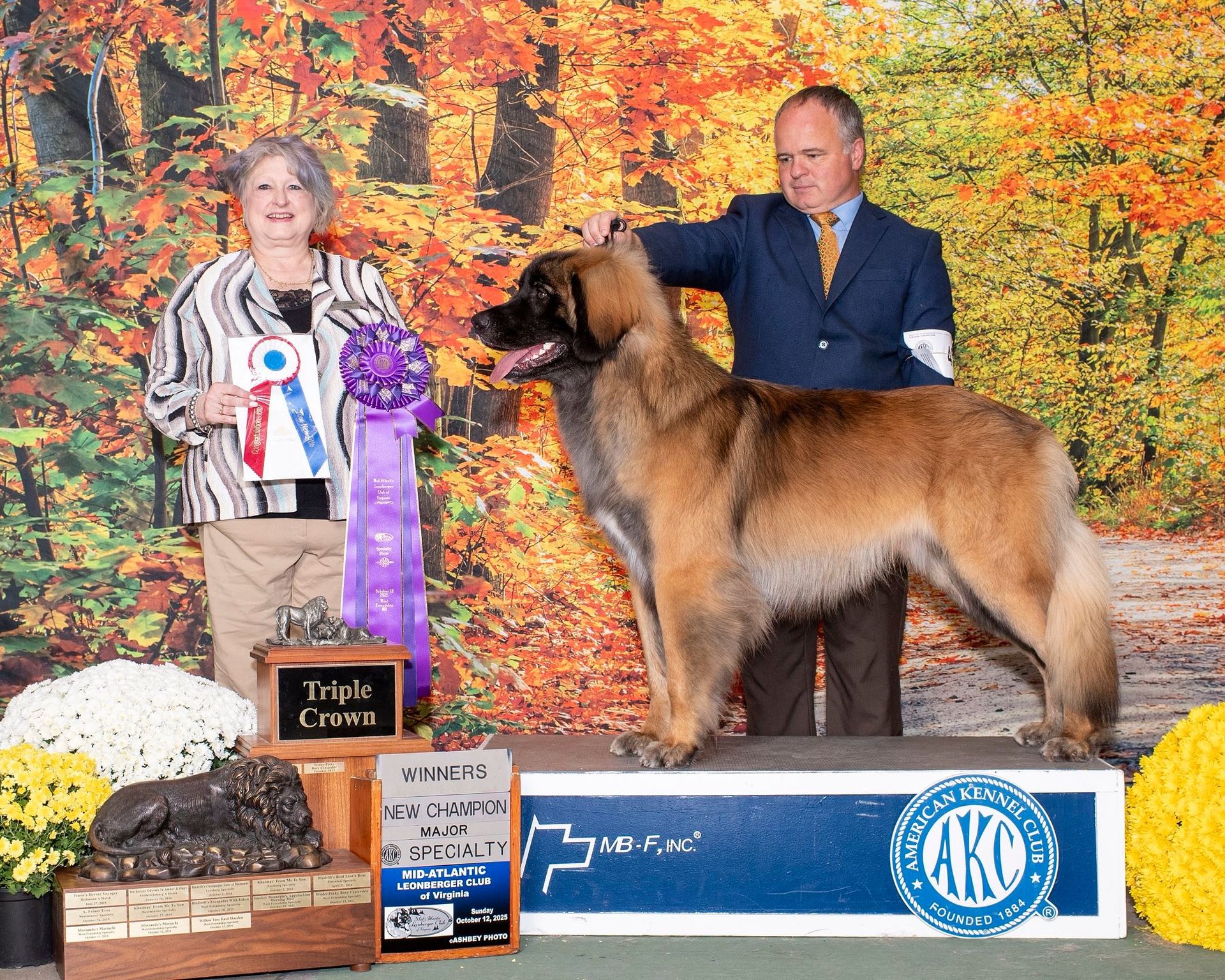 Dog show champion with handler and judge, posed on a platform, fall background.