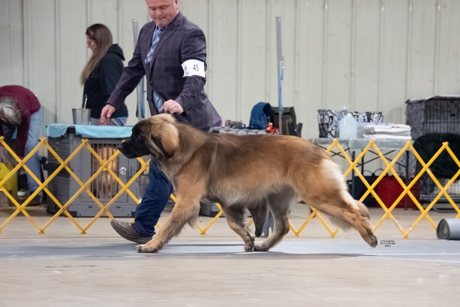 A person in a suit leads a large, long-haired dog, likely a Leonberger, in a show ring.