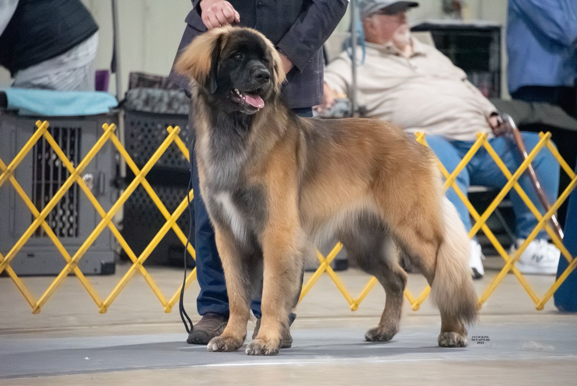 Leonberger dog in a dog show, standing next to a handler. The dog is brown with a black muzzle.