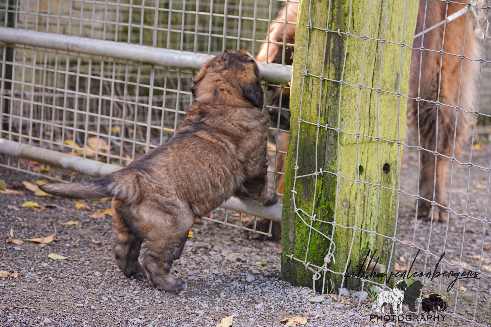 A brown puppy stands on its hind legs, looking through a fence at a dog. Gravel ground, wooden post.
