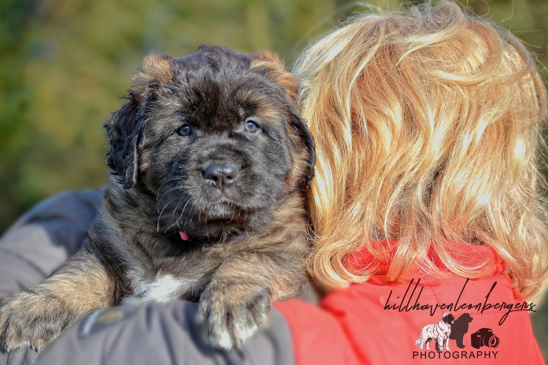 A brindle puppy is held by a person with blonde hair, outdoors.