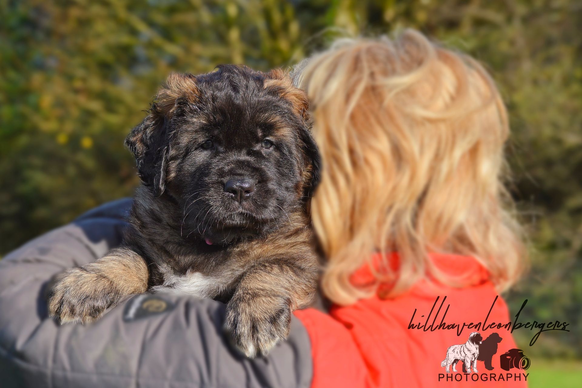 Puppy held by a person. Puppy is brindle with dark muzzle, person has blonde hair and red jacket. Outdoors.