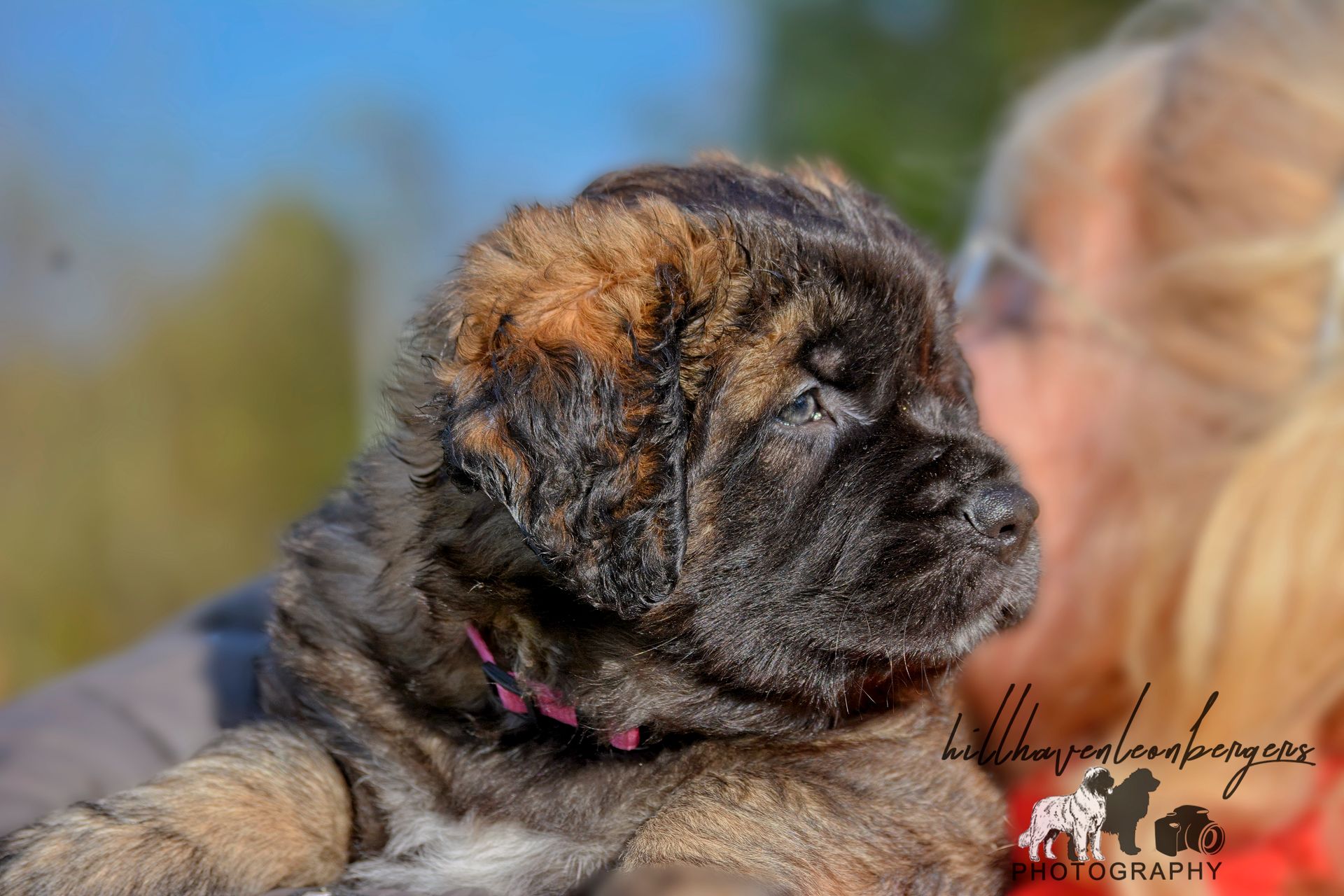 Brindle puppy, held by person with glasses, eyes closed, outdoors.