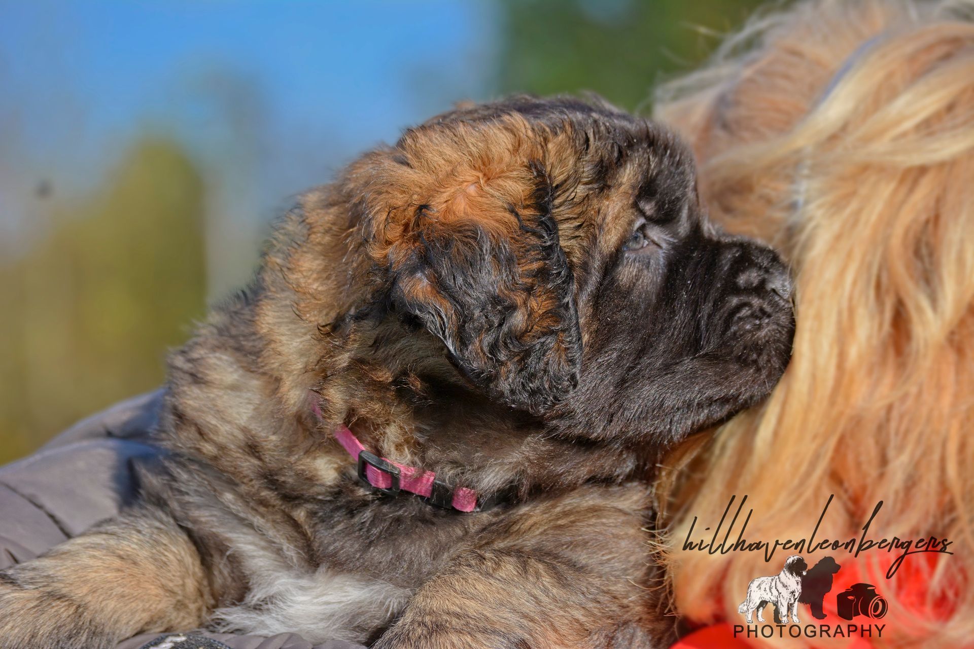 Brindle puppy resting on a person's shoulder, wearing a pink collar.
