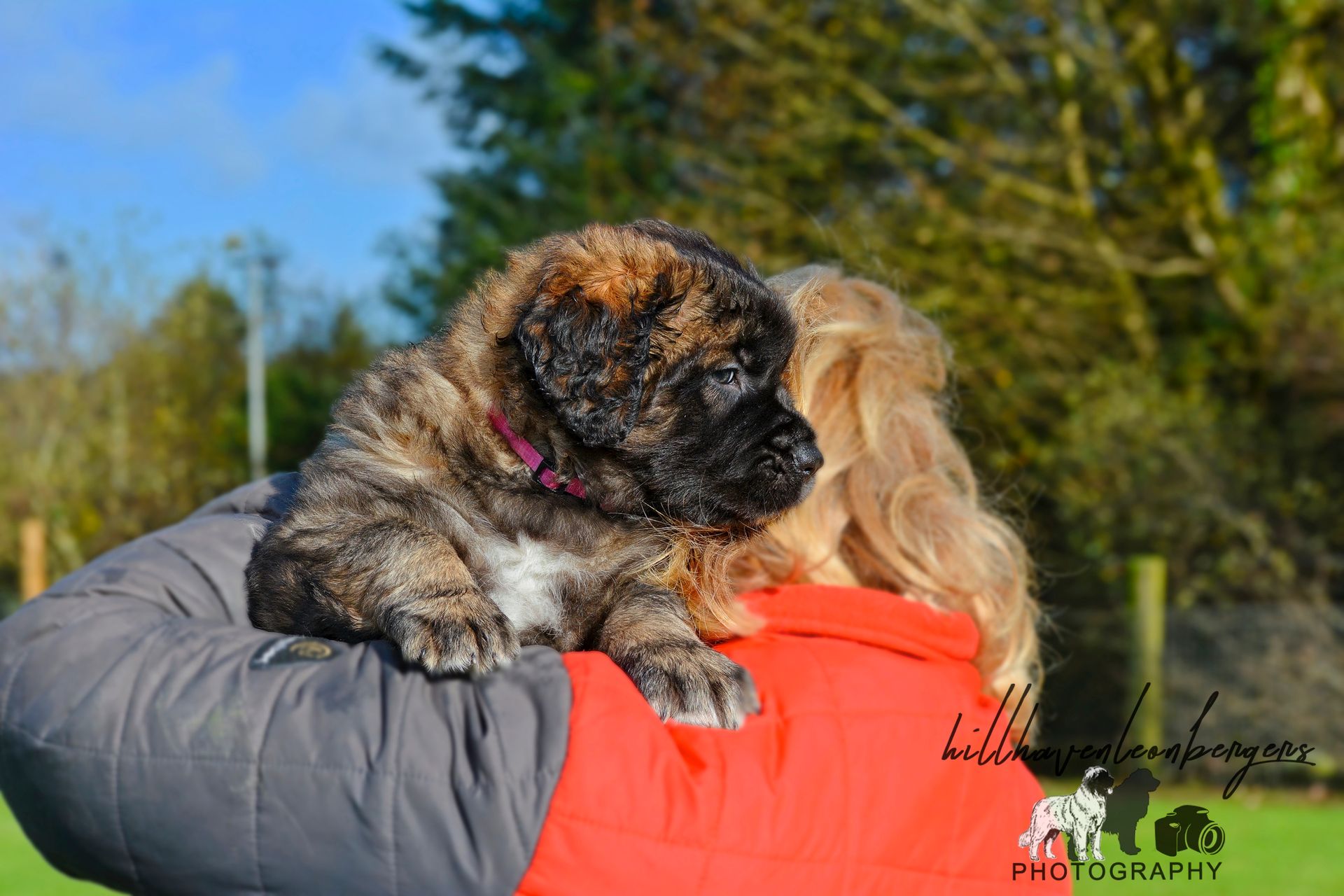 Brindle puppy resting on a person's shoulder outdoors, wearing a pink collar.