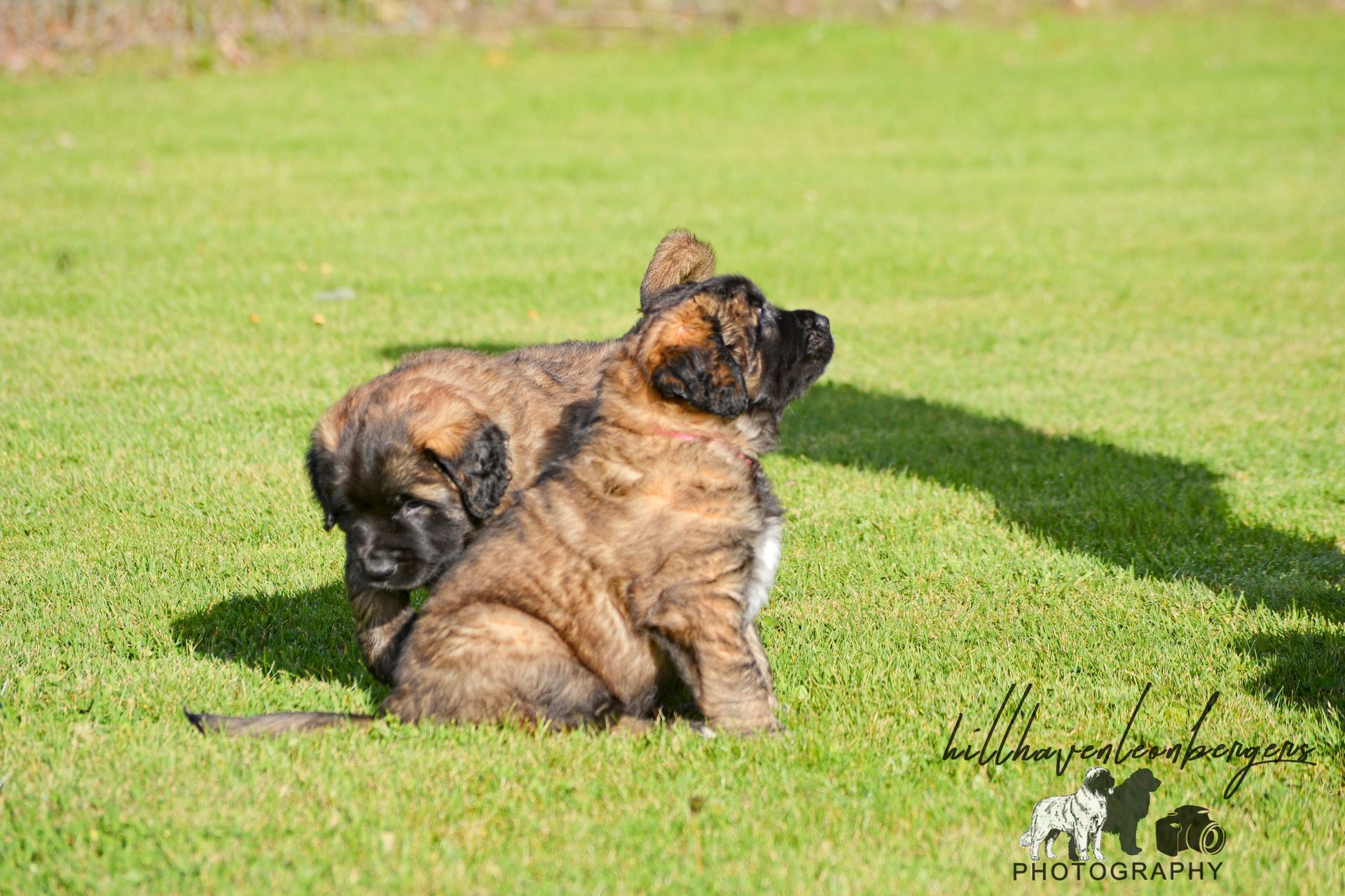 Two brindle puppies sitting together on green grass, looking to the right.