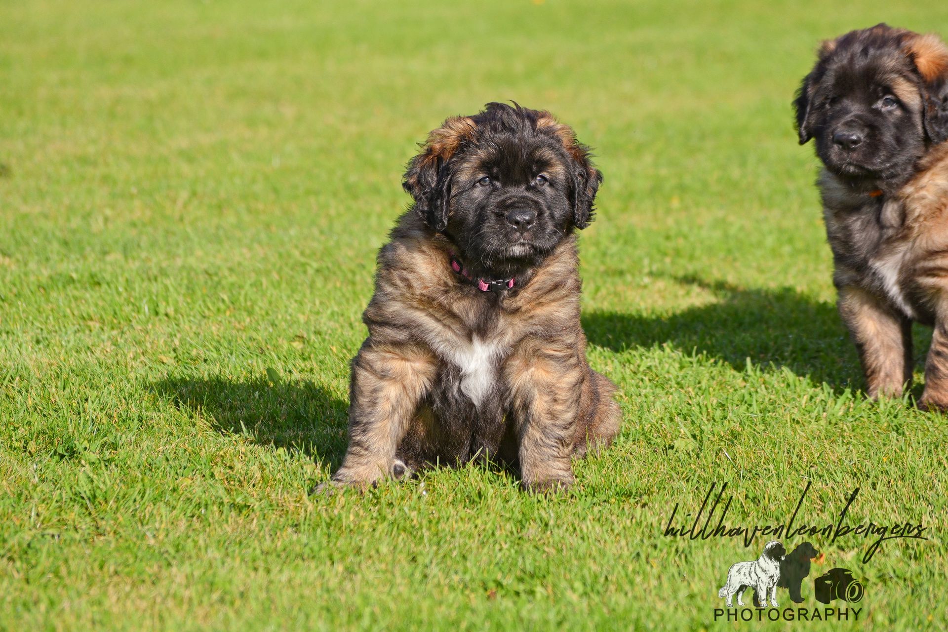 Two brindle-coated puppies sitting on green grass. One puppy is looking at the camera.