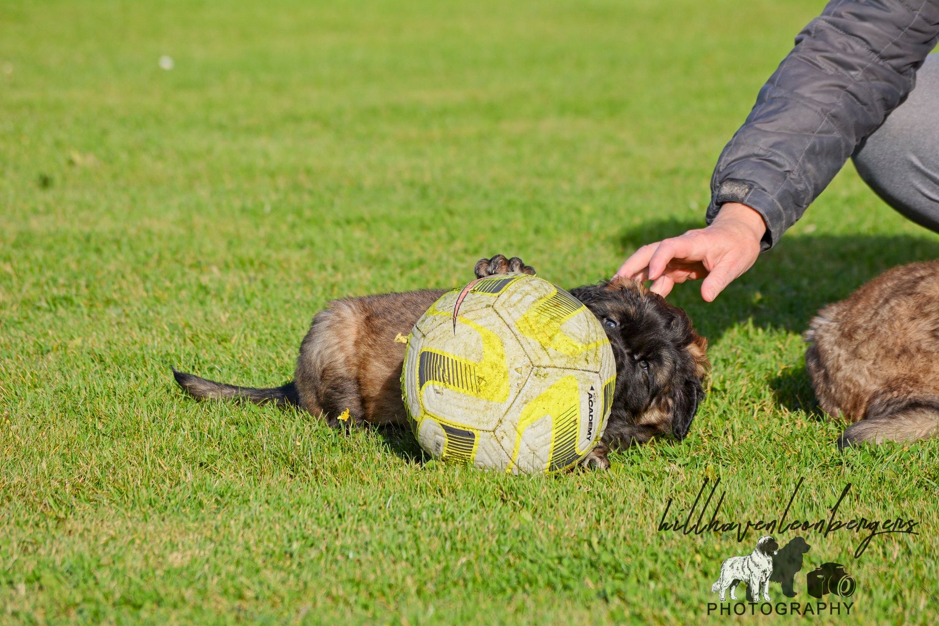 Dog with a yellow and gray ball on green grass, person petting the dog.