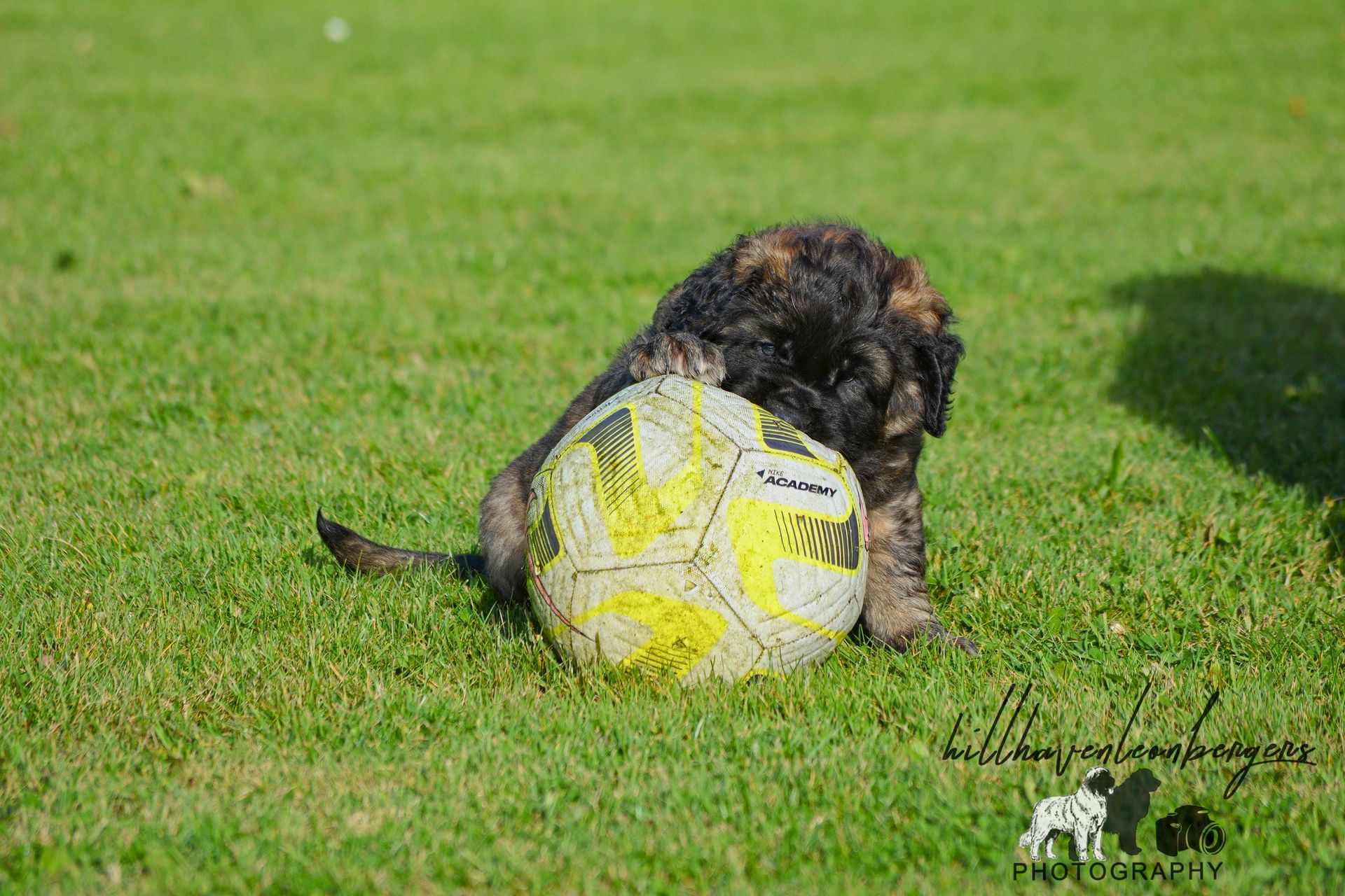 Puppy with brindle fur playing with a soccer ball on green grass.