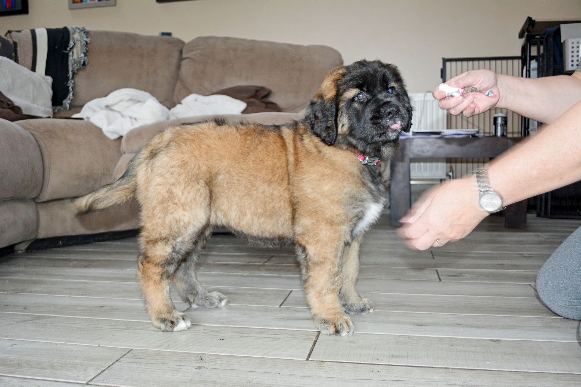 Brown and black puppy with a person holding a treat. Indoors on a tiled floor.