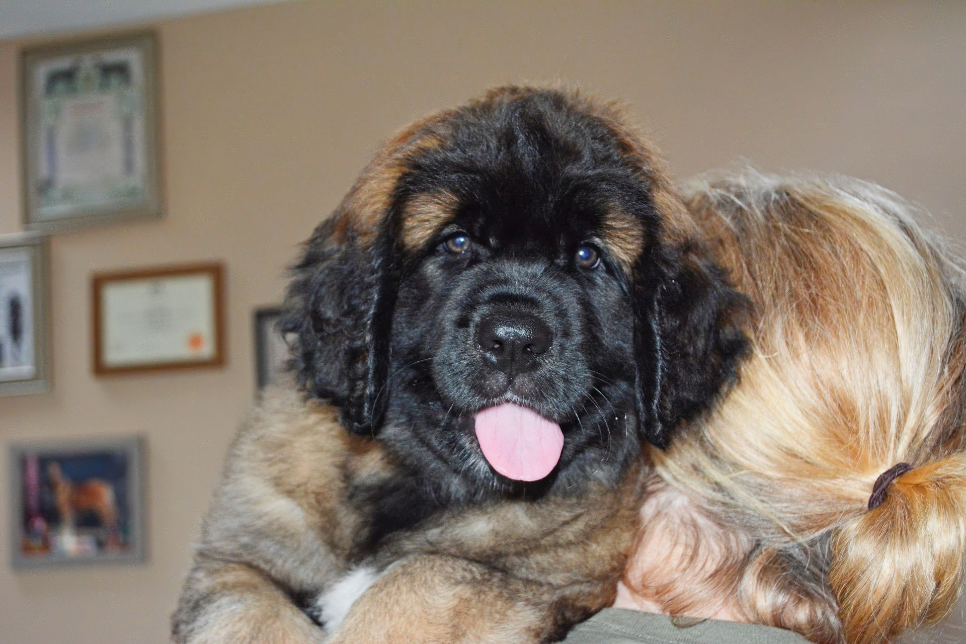 A fluffy, brown Leonberger puppy with a black mask, pink tongue, and smiling expression.