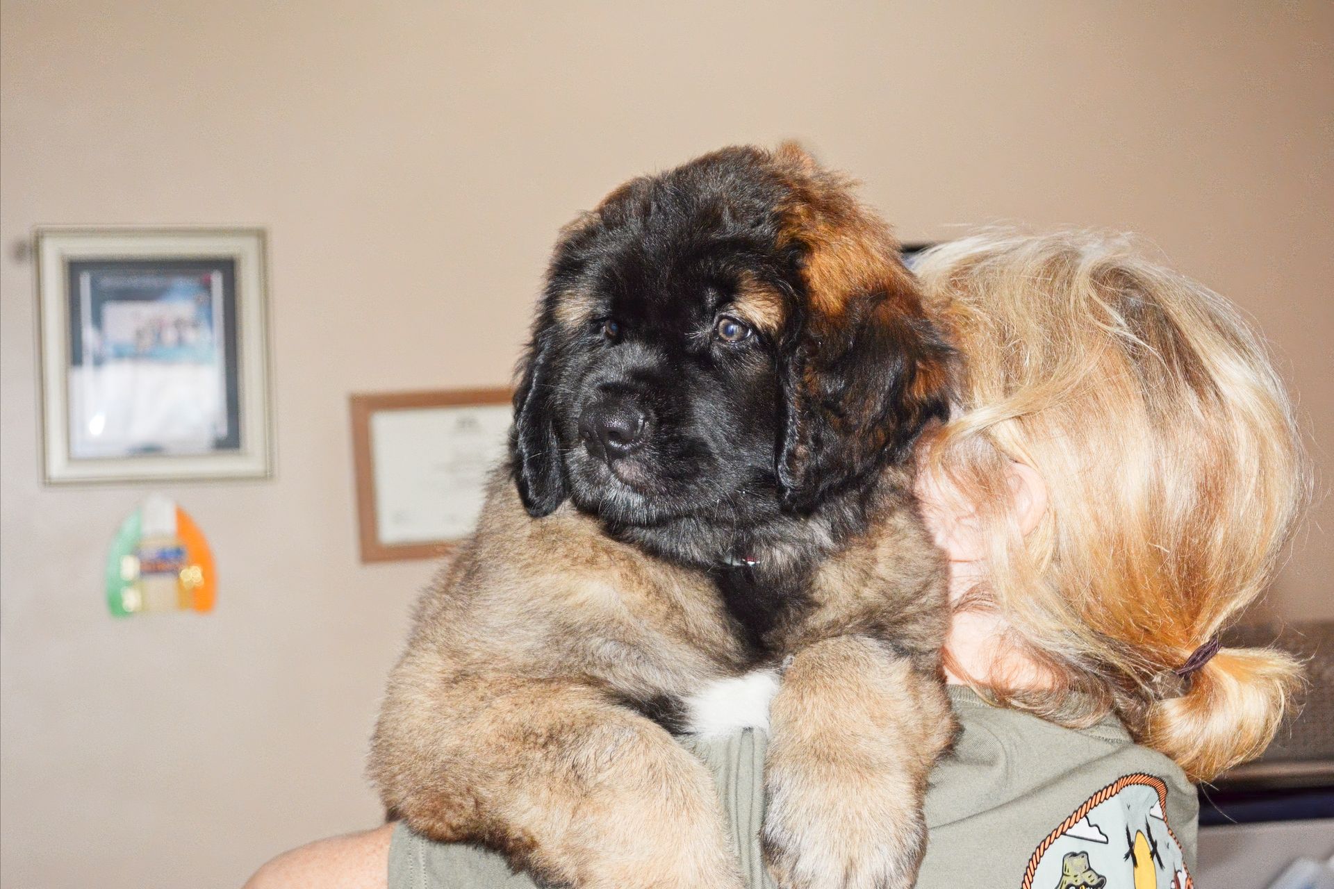 Large puppy with black muzzle and tan fur sits on a person's shoulder, indoors.
