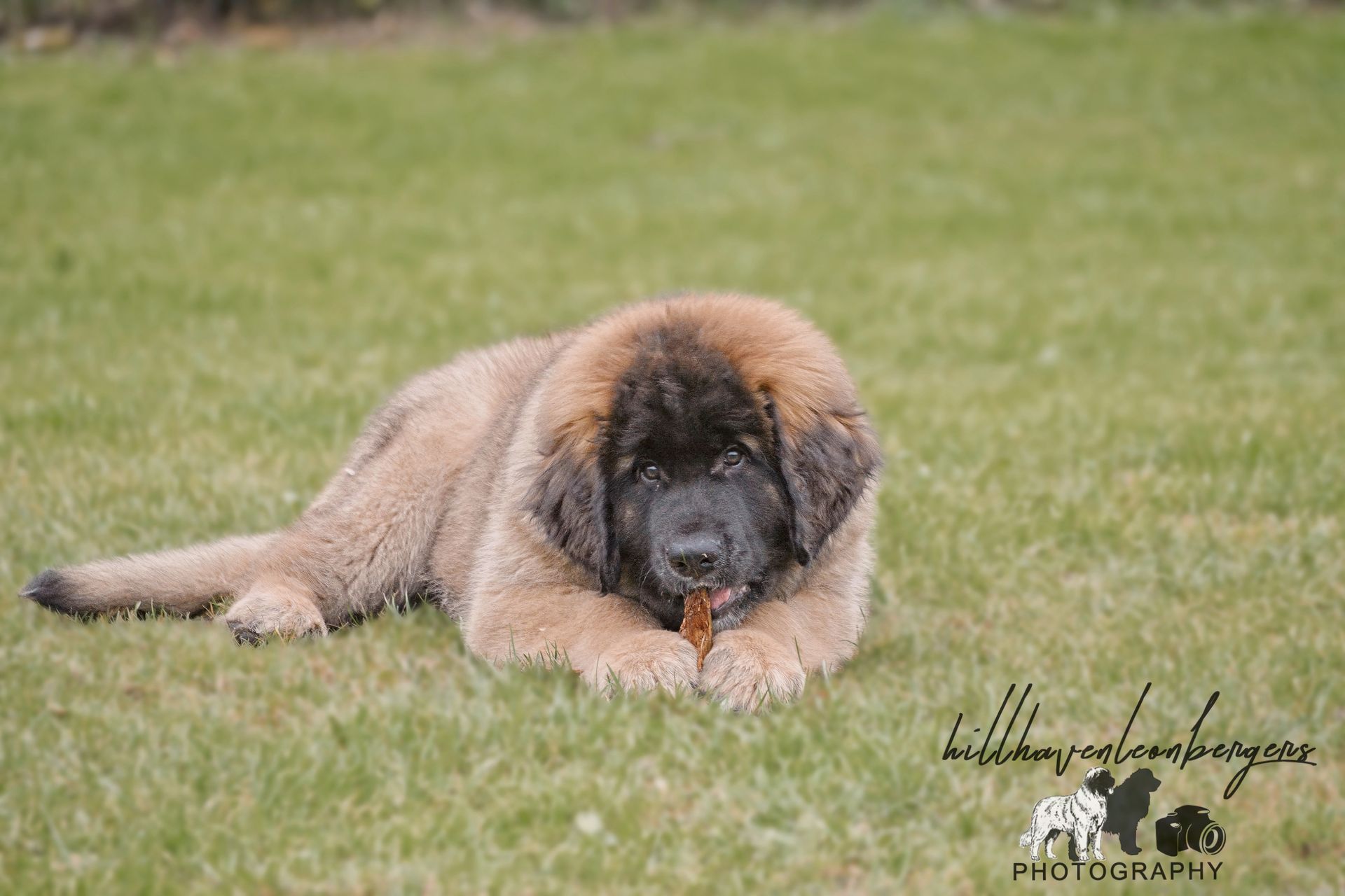 Large, fluffy brown puppy lying on grass, chewing a stick.