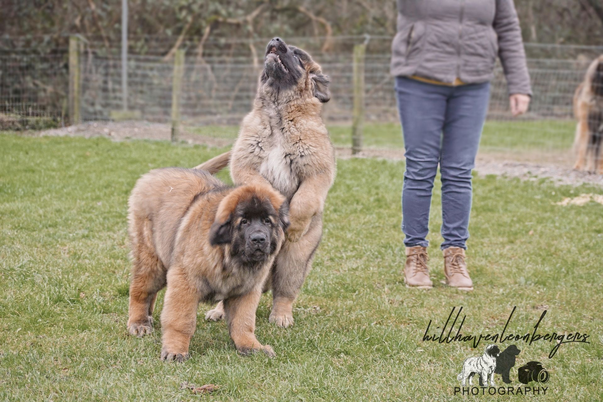 Two large brown dogs stand on a grassy field; one upright, looking up, the other at its side. A person stands nearby.