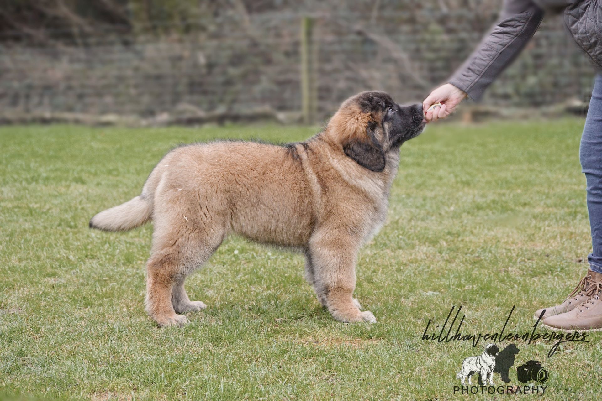 A Leonberger puppy stands on grass, facing right. A person's hand offers a treat.