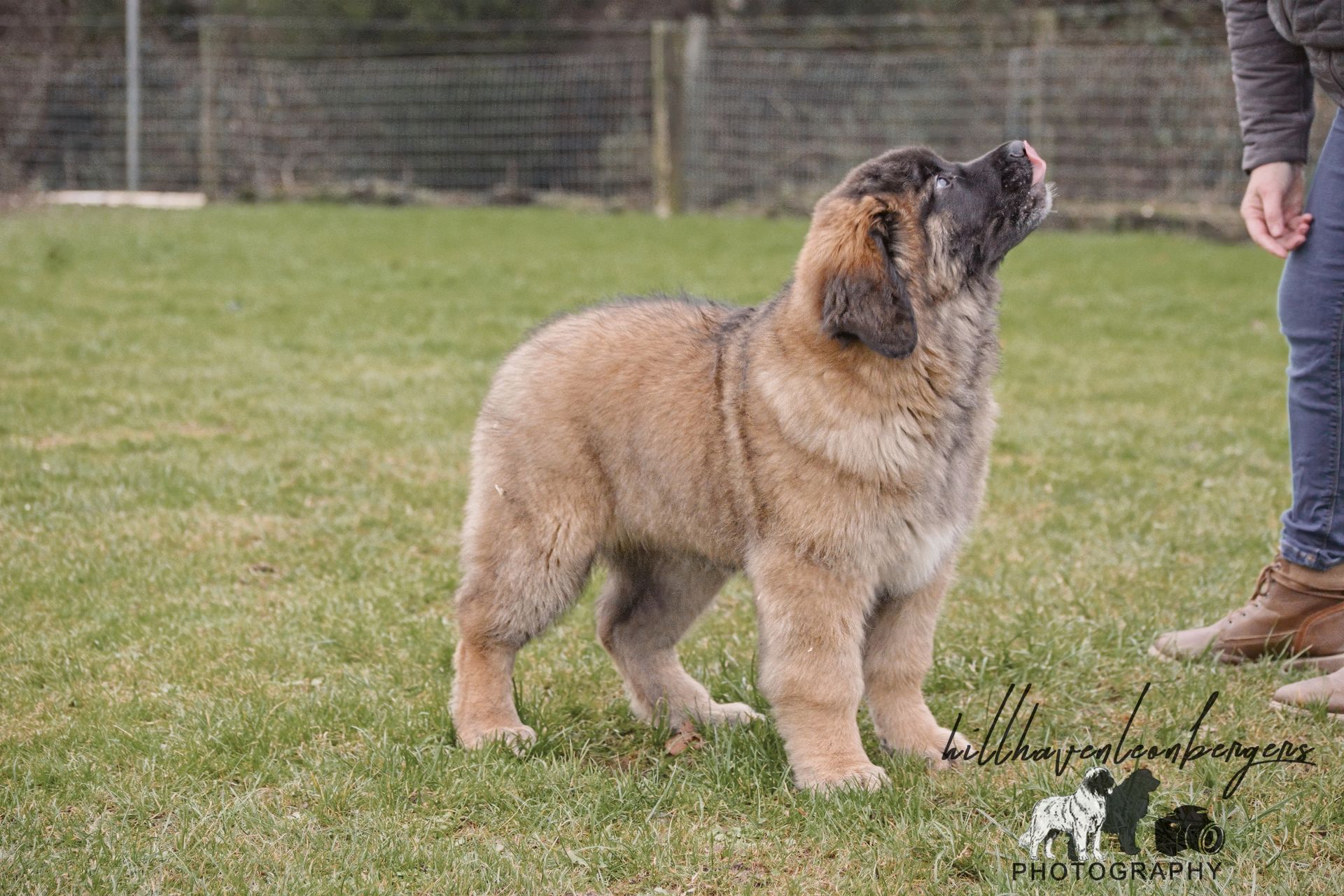 Fluffy brown Leonberger puppy looks up expectantly in a grassy yard.