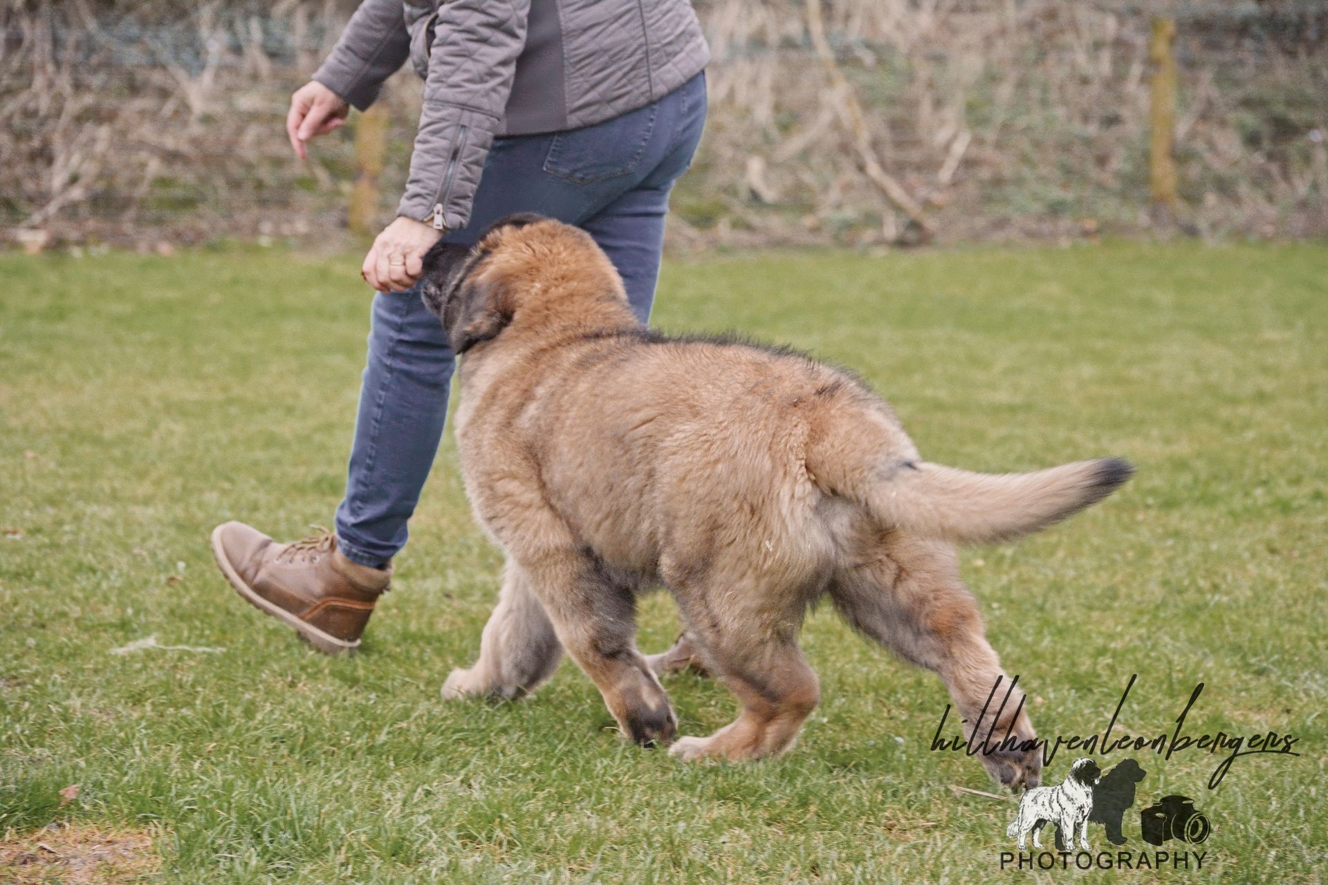 Dog walking beside a person on a grassy field. Brown dog has tail up.