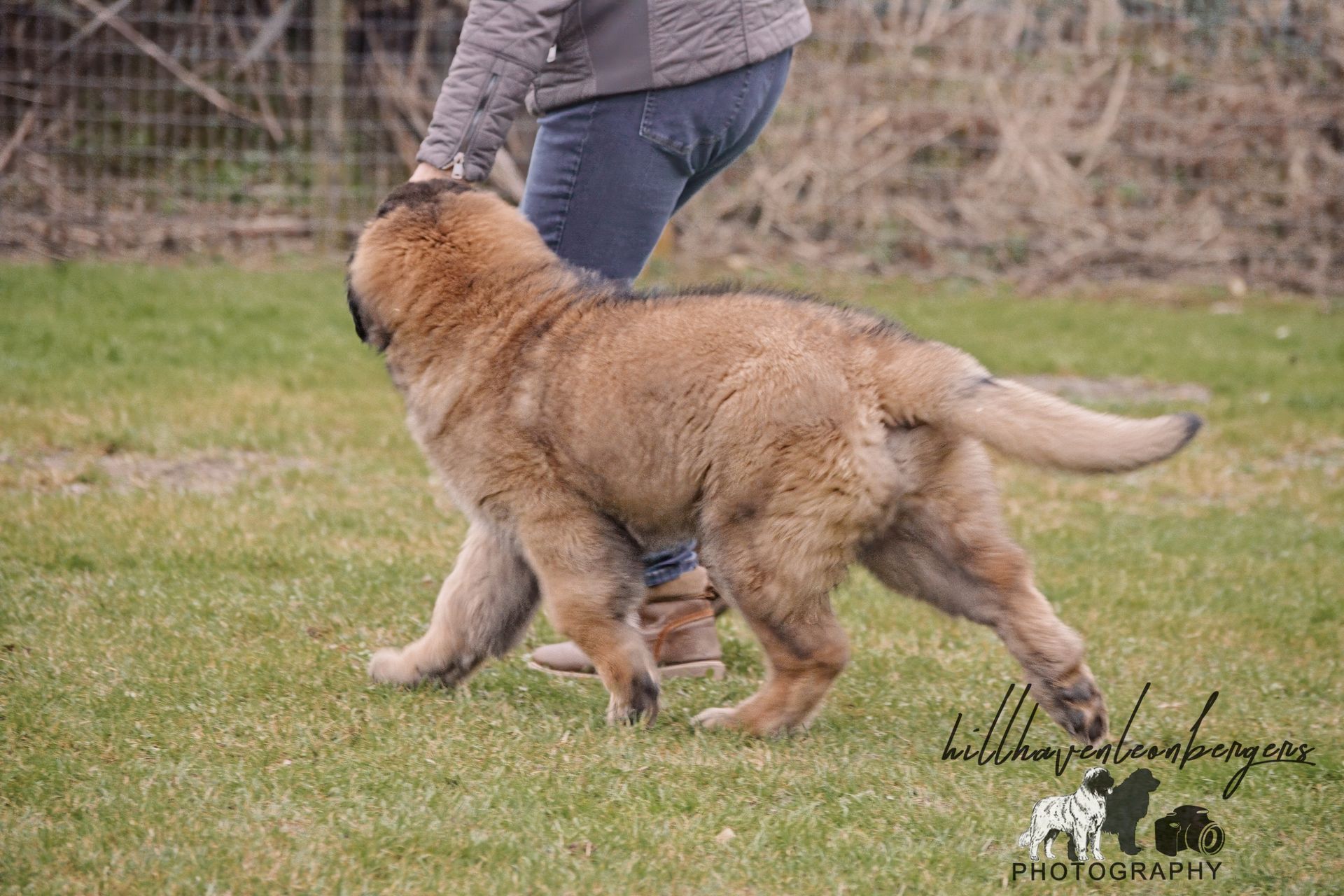 Dog walking on grass, following a person. The dog is tan with a fluffy coat.