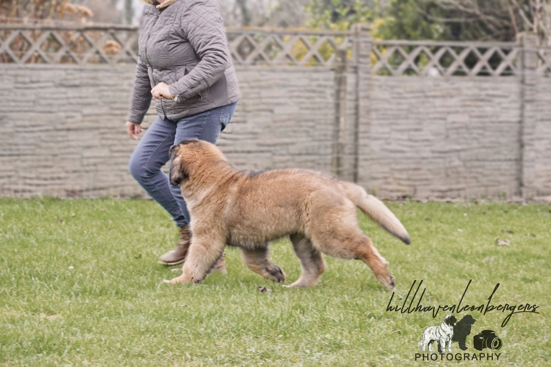Woman walking with a large, tan dog on grass in front of a wooden fence.