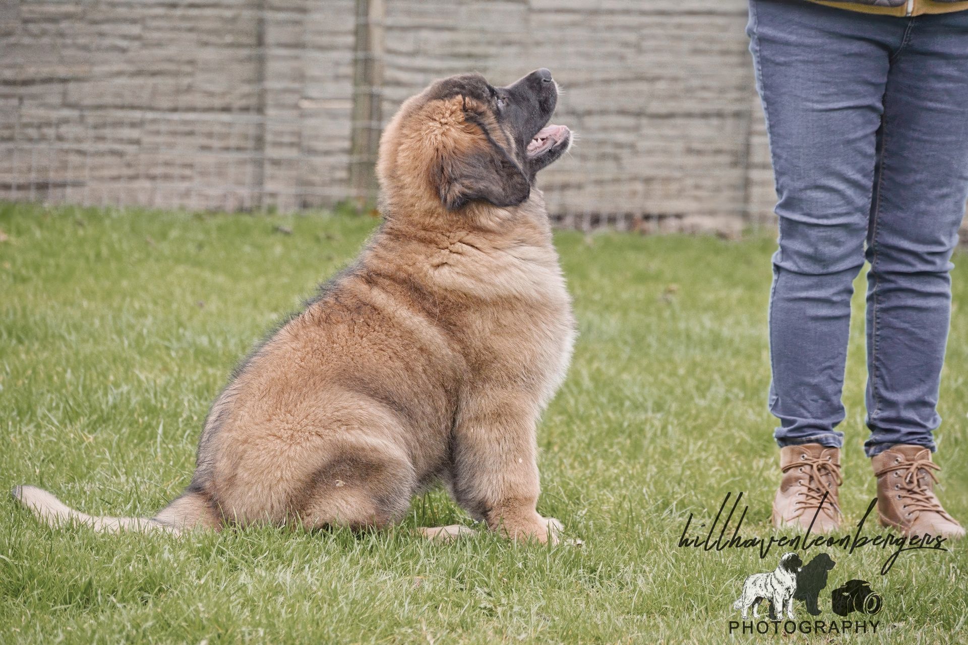 Dog sitting on grass, looking upwards towards a person standing next to it.