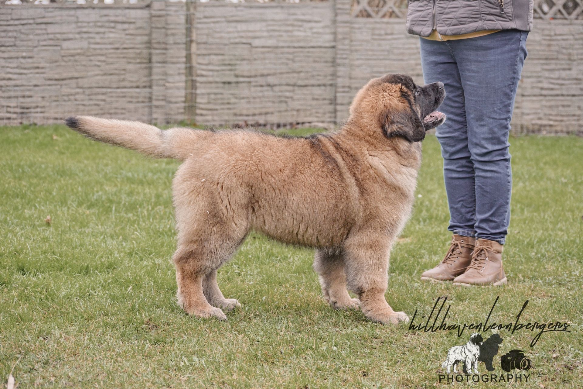 Large, tan dog standing on grass next to a person, likely outdoors.