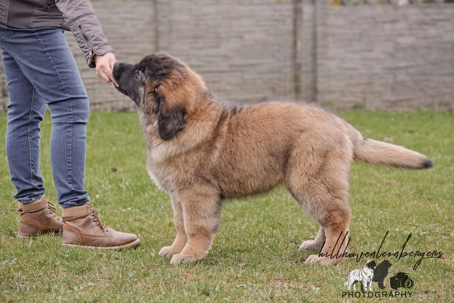 A large, fluffy brown dog being held by a person outdoors, reaching for a treat.