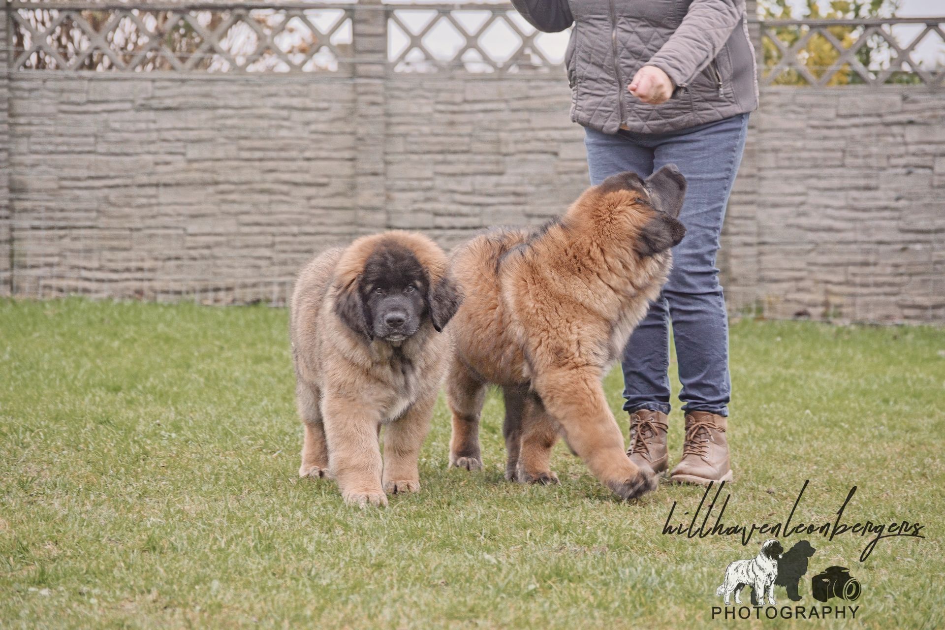 Two large, brown Leonberger dogs standing on grass with a person in blue jeans and a gray vest.
