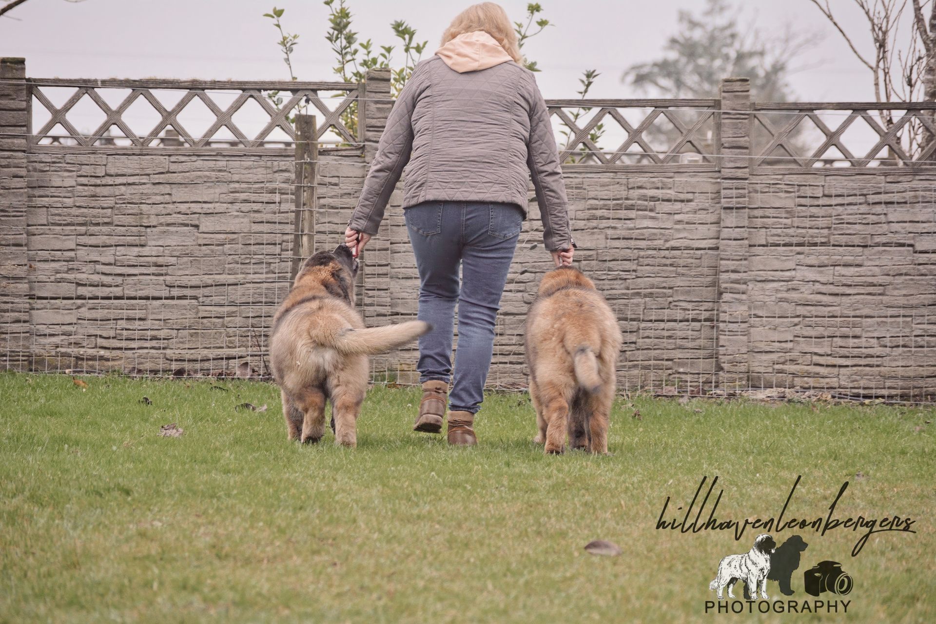 Woman walking two golden dogs on grass, near a brick wall fence.