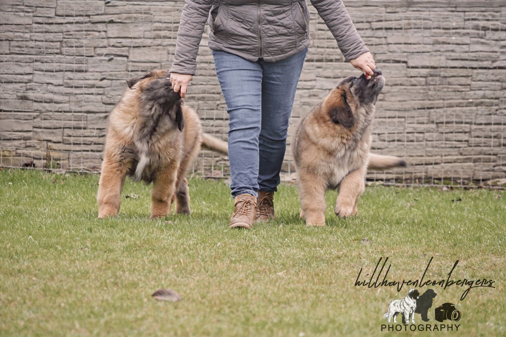 Person walking two large, tan Leonberger dogs on grass, patting one on the head, with a stone wall backdrop.
