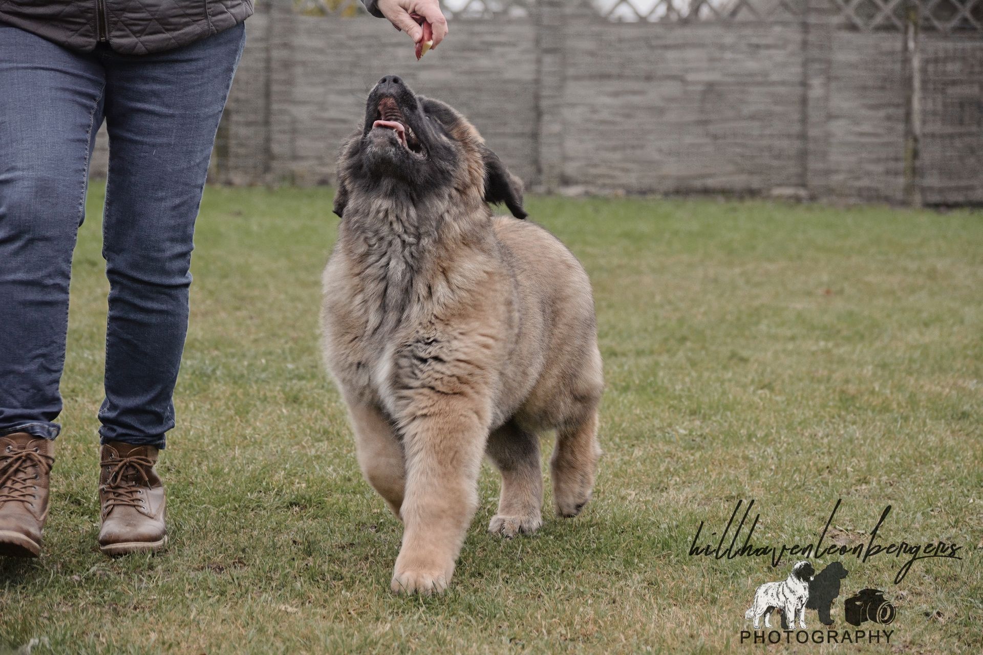 Dog jumping up to a person's hand in a grassy yard.