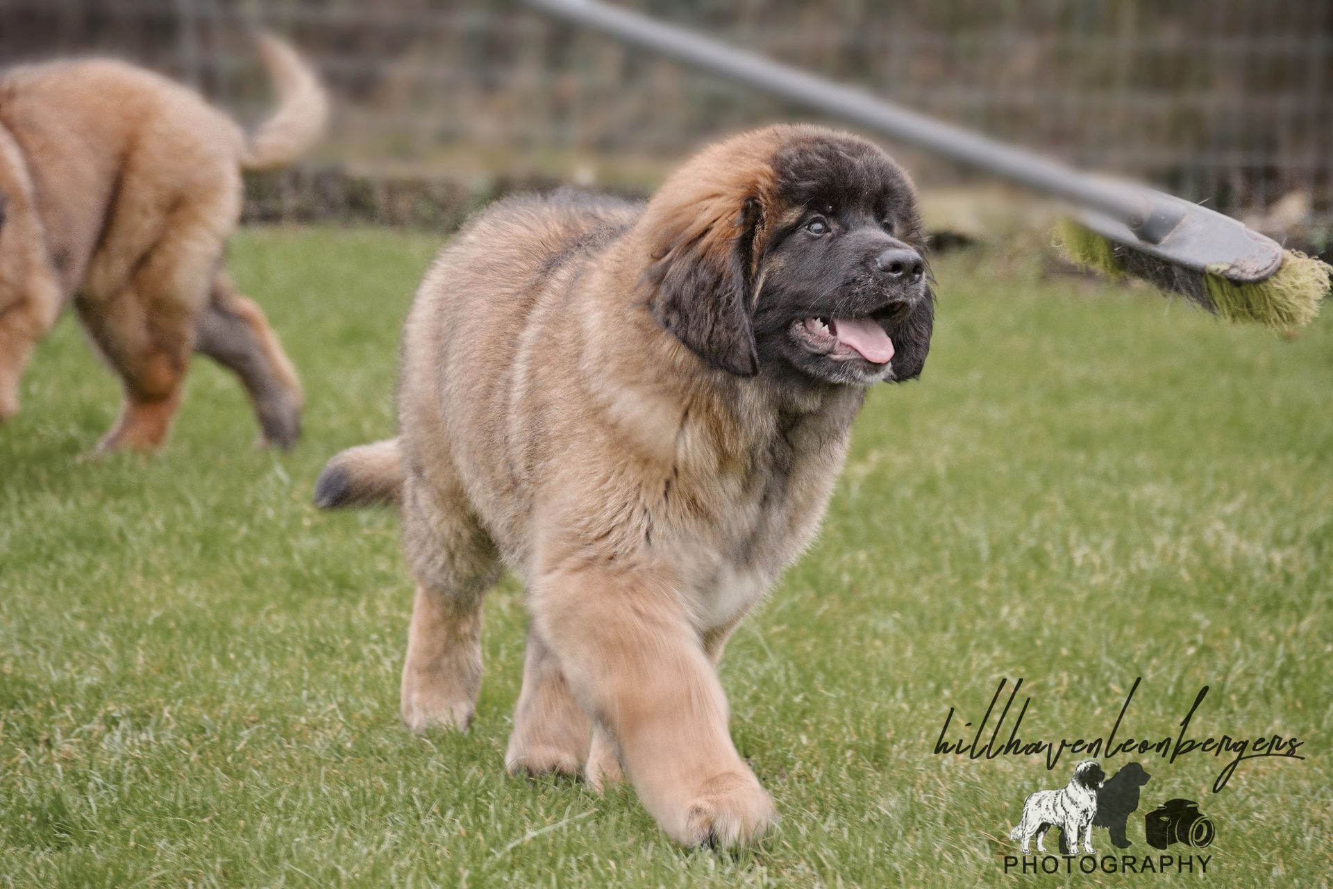 Brown puppy with floppy ears running on green grass.