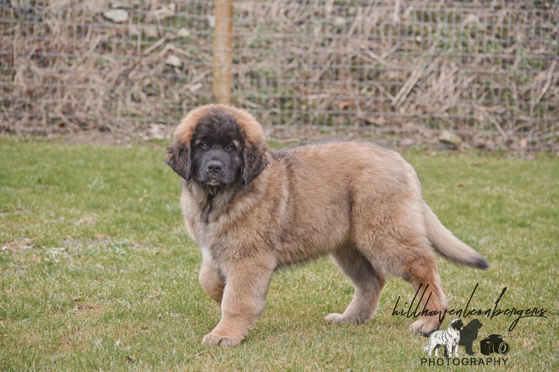 A fluffy brown Leonberger puppy standing on green grass, looking at the camera.