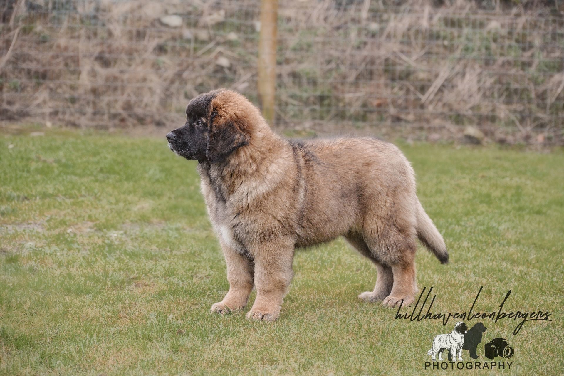 Fluffy, tan Leonberger puppy standing on green grass, head turned to the left.