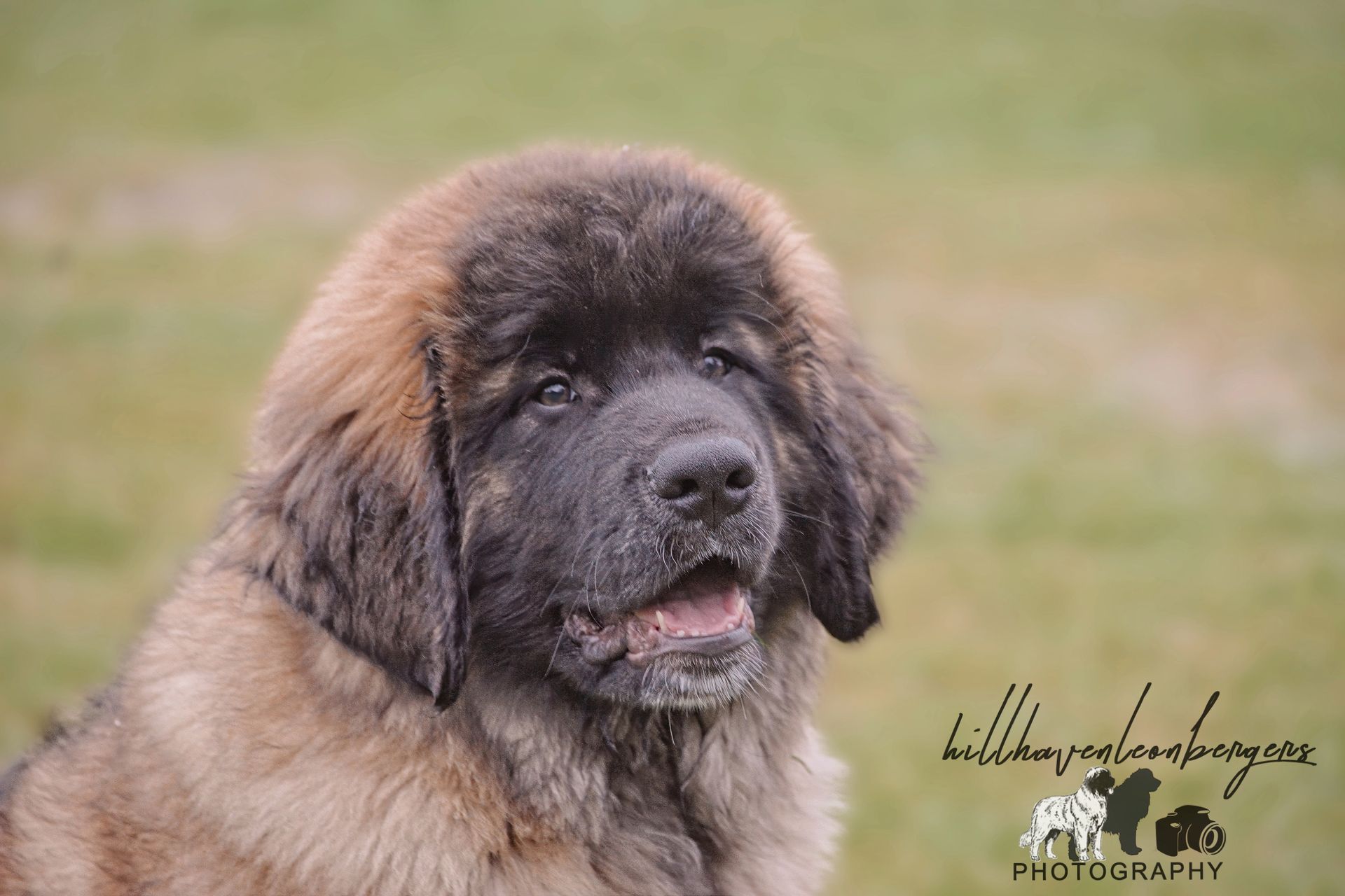 A fluffy, brown Leonberger puppy with a black mask, outdoors with mouth open.