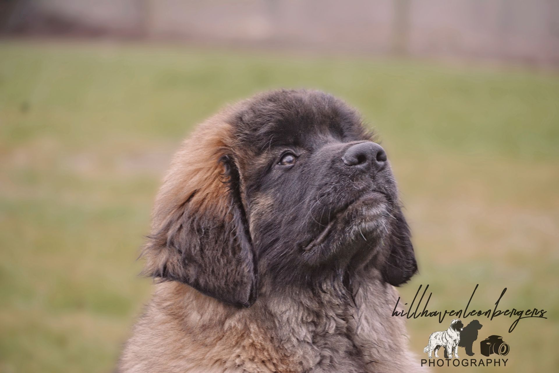 A large brown and black Leonberger dog looking upward with a hopeful expression against a blurry green background.